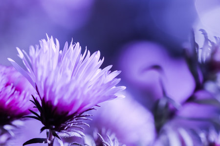 Beautiful flowers Sapphire Mist Aster in autumn garden. Natural background in blue tone