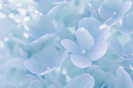 Background of white blue petals of Hydrangea or Hydrangea close-up. Soft focus