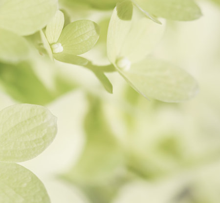 Background of white green petals of Hydrangea or Hydrangea close-up. Soft focusの写真素材