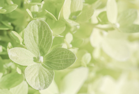 Background of white green petals of Hydrangea or Hydrangea close-up. Soft focus