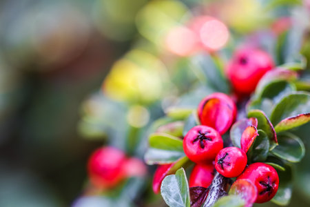 Blurred autumn background. Red fruits on a branch of cotoneaster horizontal in sunlight