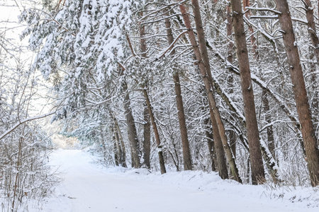 Lovely winter forest. Trees and bushes covered in snow. Ski track on a snow-white roadの写真素材