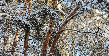 Pine trees covered with white snow on a sunny day. Winter backgroundの写真素材