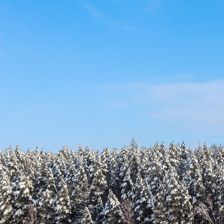 Winter background. Pine forest covered with snow against blue sky with white cloudsの写真素材