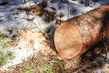 Close up of fresh cut tree trunk with drops of resin. High quality photoの写真素材