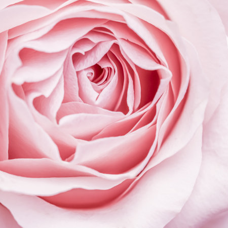 Abstract floral background, pink pale rose flower petals, soft focus. Macro flowers backdrop for holiday brand designの写真素材