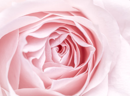 Abstract floral background, pink pale rose flower petals, soft focus. Macro flowers backdrop for holiday brand designの写真素材