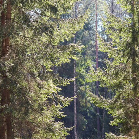 Sunlit pine forest in early spring. Natural backgroundの写真素材