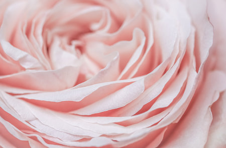 Abstract floral background, pink pale rose flower petals, soft focus. Macro flowers backdrop for holiday designの写真素材