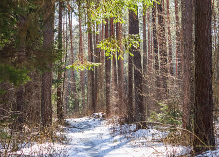 Sunlit pine forest with snow not yet melted in early springの写真素材