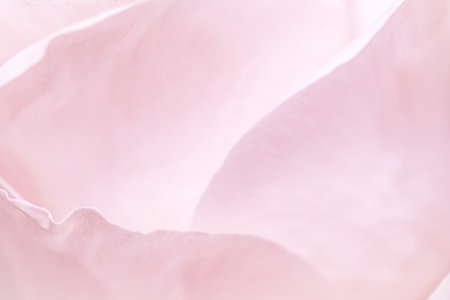 Abstract floral background, pink pale rose flower petals, soft focus. Macro flowers backdrop for holiday brand designの写真素材