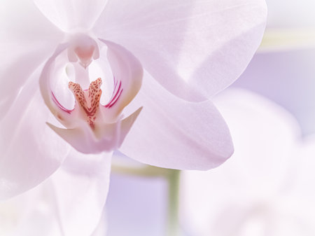 Pale purple orchid phalaenopsis flower, macro. Floral backgroundの写真素材