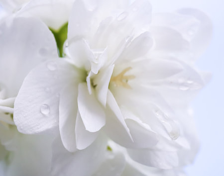 White terry jasmine flower petals. Floral background. Soft focus