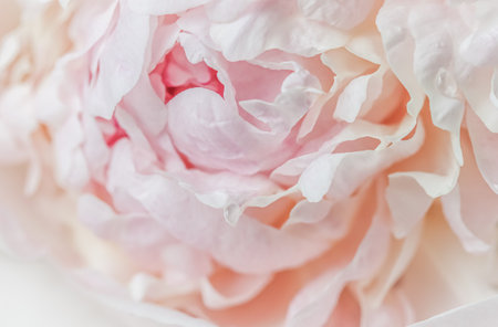 White pink peony petals. Soft focus. Abstract floral background for holiday design. High quality photoの写真素材