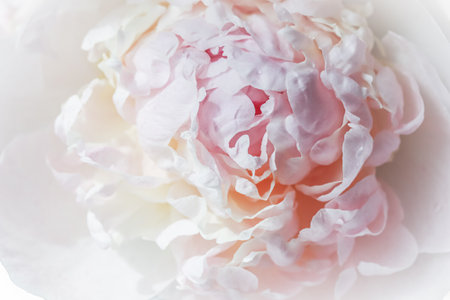 White pink peony petals. Soft focus. Abstract floral background for holiday design. High quality photoの写真素材
