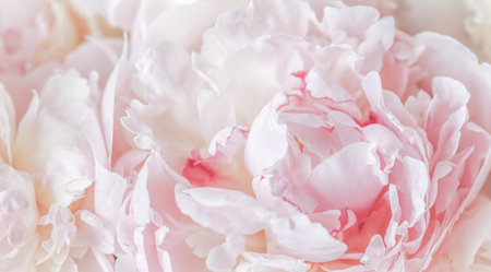 White pink peony petals. Soft focus. Abstract floral background for holiday design. High quality photoの写真素材