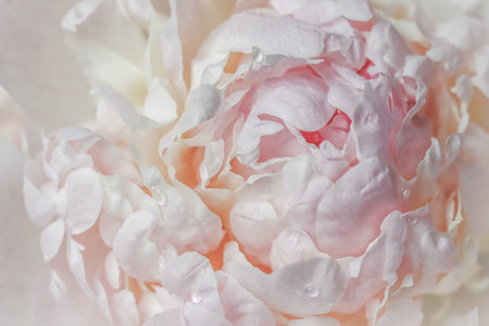 White pink peony petals. Soft focus. Abstract floral background for holiday design. High quality photoの写真素材