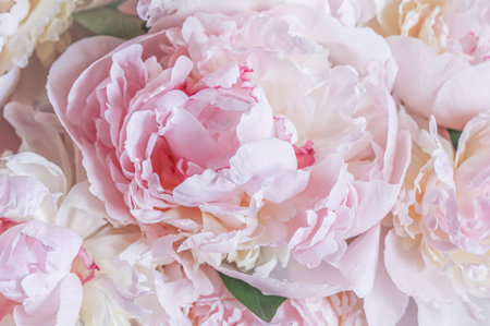 White pink peony petals. Soft focus. Abstract floral background for holiday design. High quality photoの写真素材