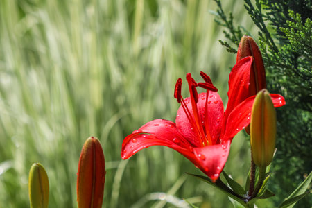 Red lily with dew drops in the garden. Gardening concept. Natural backgroundの写真素材
