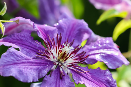 Blurred background, texture, summer garden pattern and violet clematis flower in sunlight. Extreme bokeh with light reflections. Natural backdrop.の写真素材