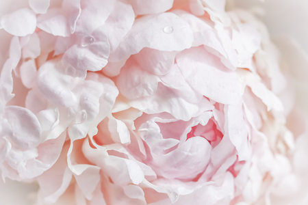 White pink peony petals. Soft focus. Abstract floral background for holiday design. High quality photoの写真素材
