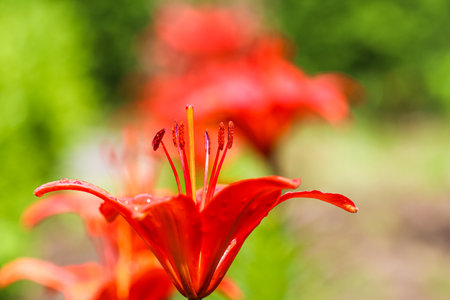 Red lily with dew drops in the garden. Gardening concept. Natural backgroundの写真素材