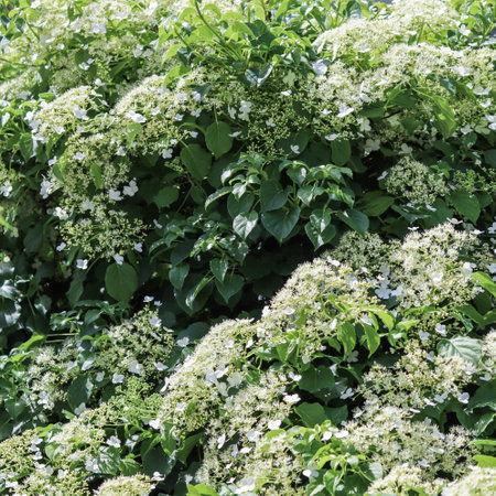 Background from white Hydrangea petiolaris flowers. Climbing hydrangea in bloom