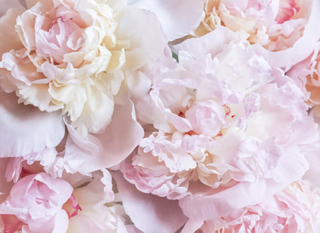 White pink peony petals. Soft focus. Abstract floral background for holiday design. High quality photoの写真素材