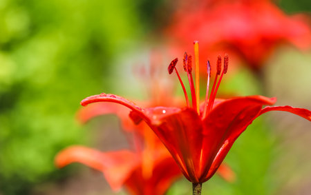 Red lily with dew drops in the garden. Gardening concept. Natural backgroundの写真素材