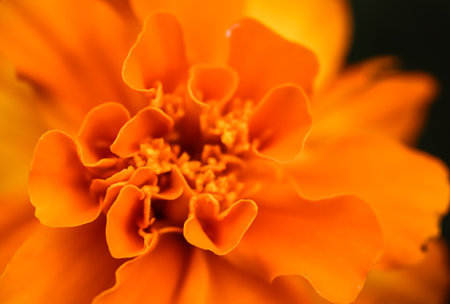 Close up beautiful Marigold flower. Cute orange flowers. High quality photoの写真素材