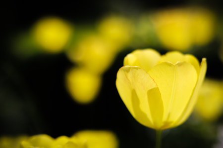 Beautiful yellow tulip in spring on the dark backdrop. Floral backgroundの写真素材
