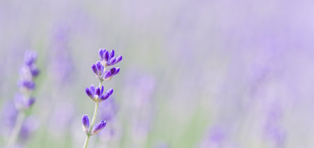 Background from violet lavender in the garden. Soft focusの写真素材