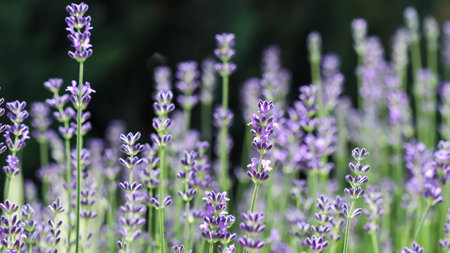Beautiful purple lavender flowers on a dark background in a sunny gardenの写真素材