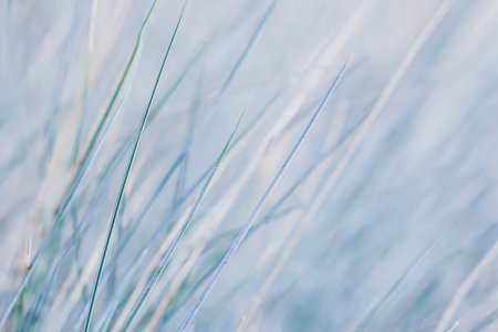 Blue white background of ornamental grass Festuca glauca. Soft focusの写真素材