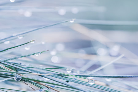 Soft focus ornamental grass Blue Fescue Festuca glauca with water drop. Blurred backgroundの写真素材