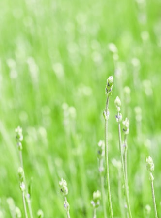 Soft focus on beautiful lavender buds in summer gardenの写真素材