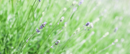 Soft focus on beautiful lavender buds in summer gardenの写真素材