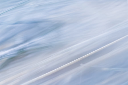 Soft focus ornamental grass Blue Fescue Festuca glauca with water drop. Blurred backgroundの写真素材