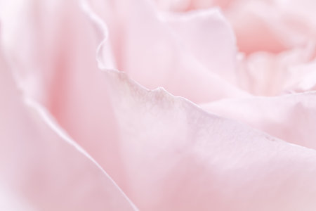 Soft pink rose petals create a delicate, romantic, and elegant background, perfect for themes of love, beauty, and tenderness.の写真素材