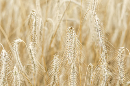 Close-up of golden wheat or rye stalks, showcasing the intricate details of the ripening grains, ideal for agricultural and nature-themed designs. High quality photoの写真素材