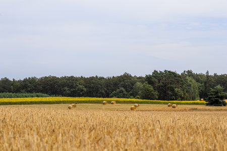 Expansive wheat field dotted with hay bales, backed by a lush forest and a vibrant yellow field under a soft sky, depicting agricultural beauty. High quality photoの写真素材