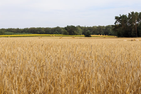 Golden wheat field under a bright sky, with a distant line of trees and a yellow field, evoking themes of agriculture and nature. High quality photoの写真素材