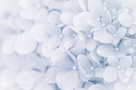 Background of white blue petals of Hydrangea or Hydrangea close-up. Soft focus