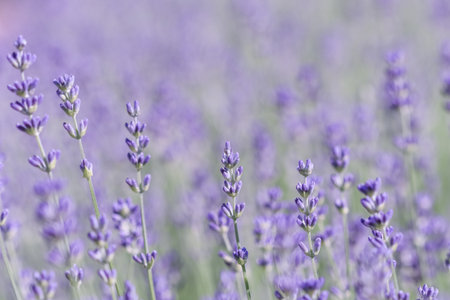 Lavender flowers blooming in the field. Soft focus. Floral background