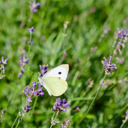 A beautiful white butterfly with a black spot on its wings is gathering nectar from a purple lavender flower in a field of greenの写真素材