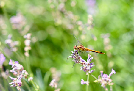 Dragonfly perched on a lavender flower in a lush green field. High quality photoの写真素材