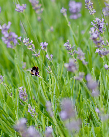 A close-up of a bumblebee gathering nectar from a purple lavender flower against a soft, green background.の写真素材