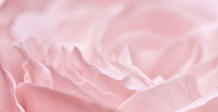 Abstract floral background, pink pale rose flower petals, soft focus. Macro flowers backdrop for holiday designの写真素材