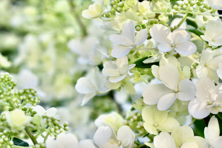 A beautiful, soft focus close-up of white hydrangea paniculata flowers and buds, creating a delicate and serene floral backgroundの写真素材