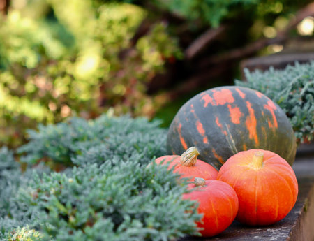 Seasonal bright pumpkins on a stone wall, surrounded by green foliage. Autumn background. High quality photoの写真素材